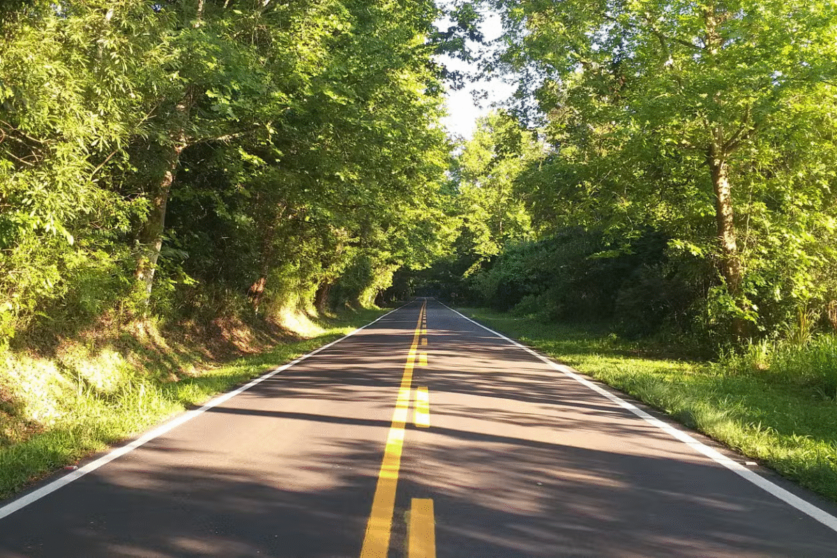 Rota Romântica: Lavandas, Mosaicos e Cultura Germânica e Japonesa
