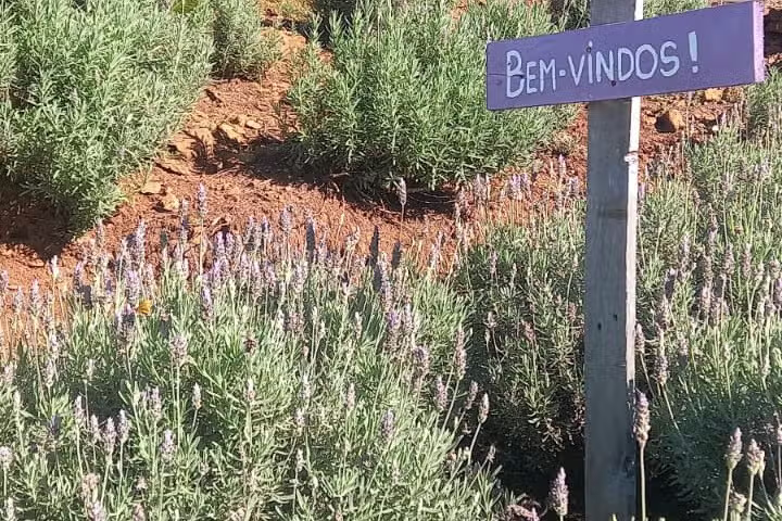 Rota Romântica: Lavandas, Mosaicos e Cultura Germânica e Japonesa