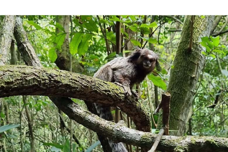 Caminho de Santiago em Florianópolis: Natureza, Cultura e Espiritualidade!