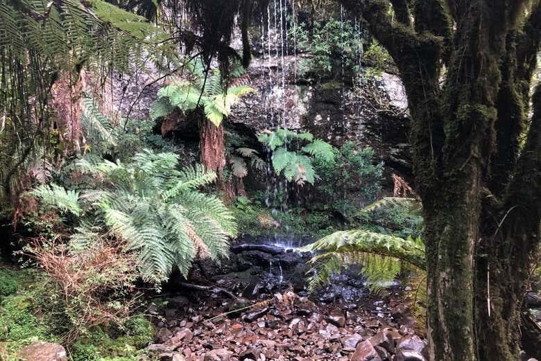 Trilha dos Xaxins em São Joaquim: Natureza e Cachoeiras da Serra Catarinense!