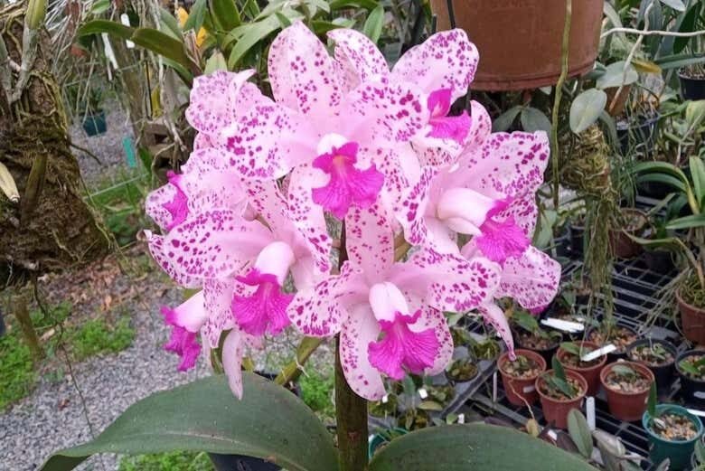 Desvende as Paisagens Rurais e Florais de Joinville: Uma Experiência Inesquecível!