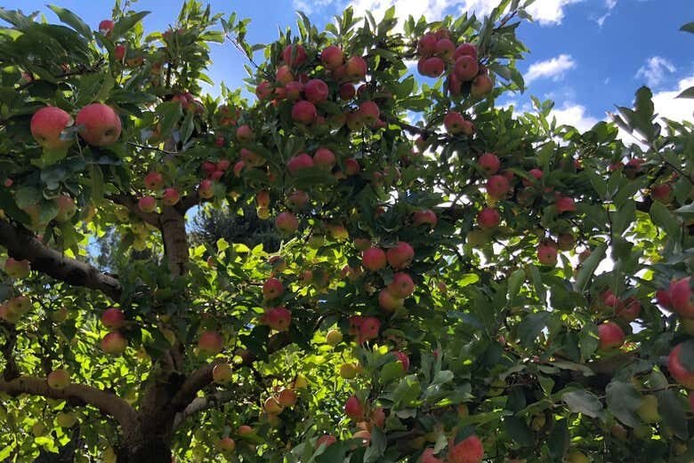 Tour pela Rota da Maçã em São Joaquim!