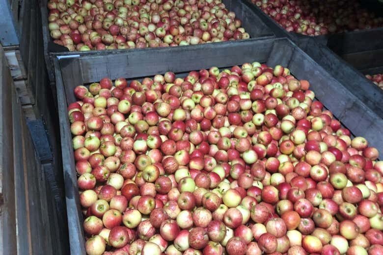 Tour pela Rota da Maçã em São Joaquim!