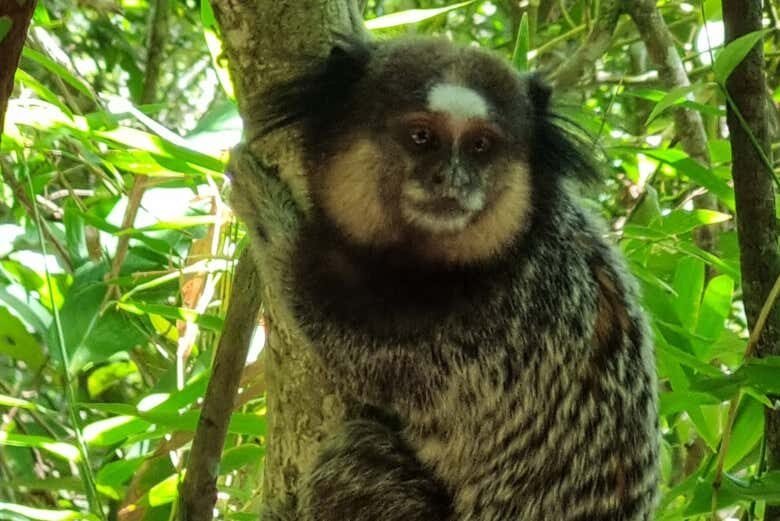 Trilha Armação – Pântano do Sul!