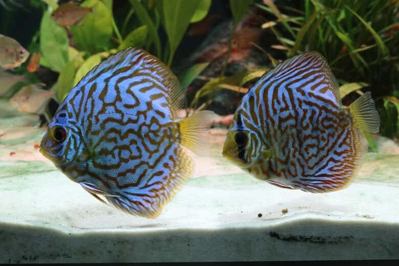 Explore o Mundo Submarino: Ingresso para o Oceanic Aquarium em Balneário Camboriú!