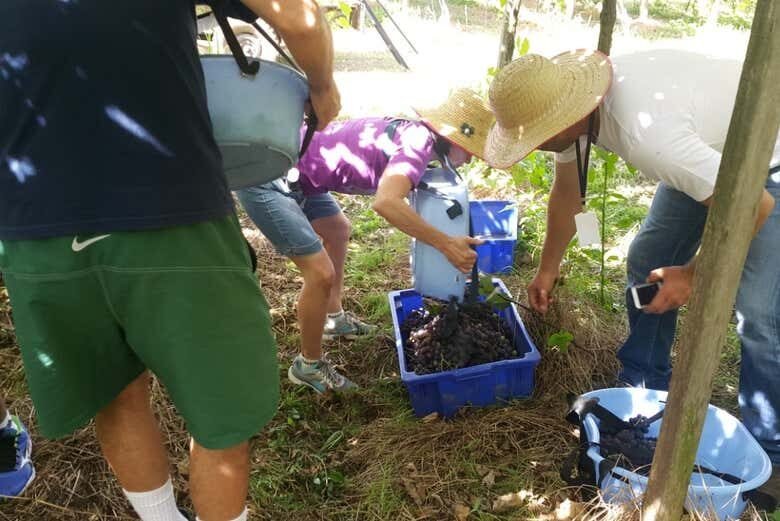 Experiência Única em uma Vindima em Flores da Cunha!